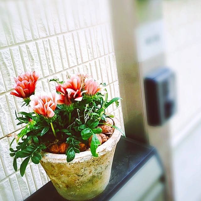 Sae_chanさんの実例写真