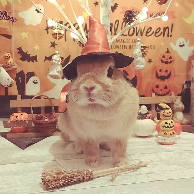 Lilyさんの実例写真