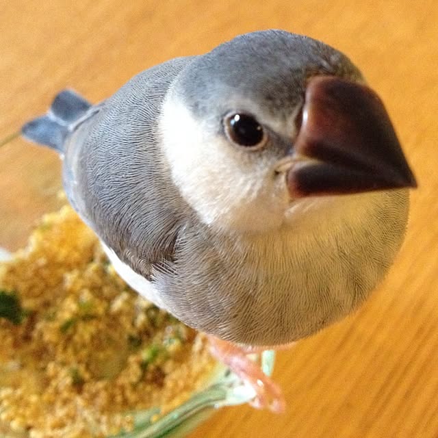 mie@hibarishaさんの実例写真
