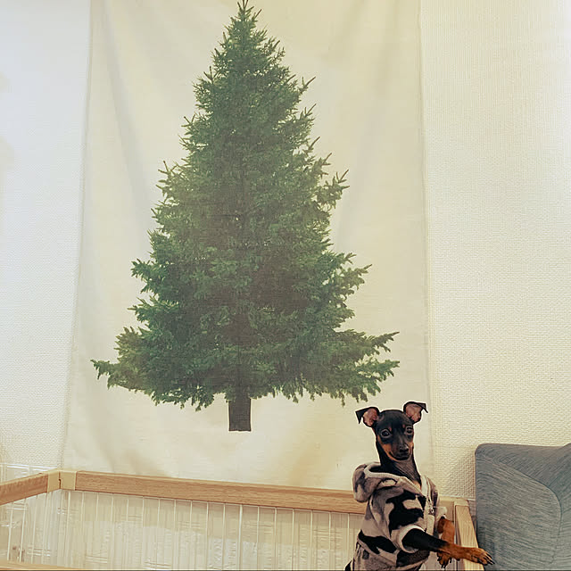 X'mas/クリスマス/タペストリー/スリーコインズ/愛犬と暮らす...などのインテリア実例 - 2020-12-21 06:26:05