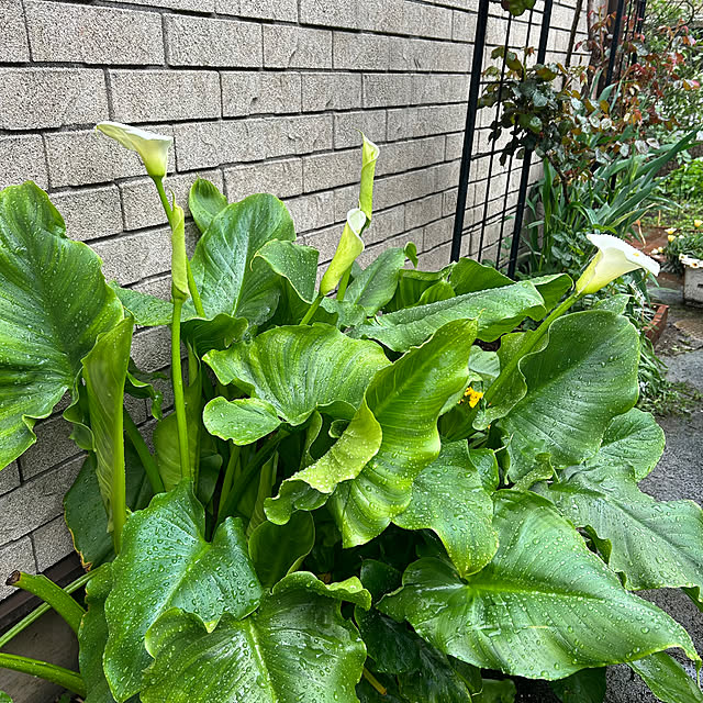 botanさんの部屋