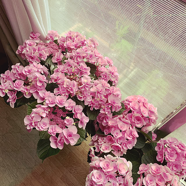 akoさんの実例写真