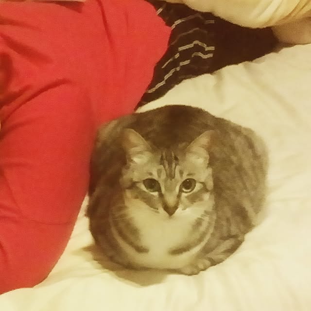 annさんの実例写真