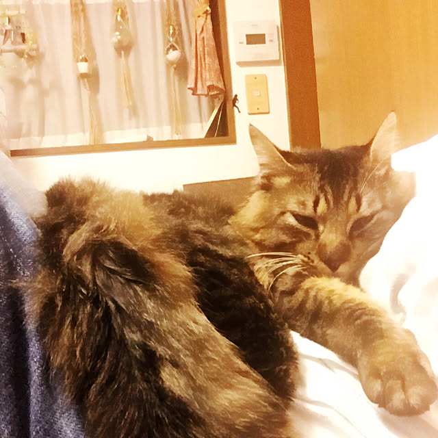 oniyomeさんの実例写真