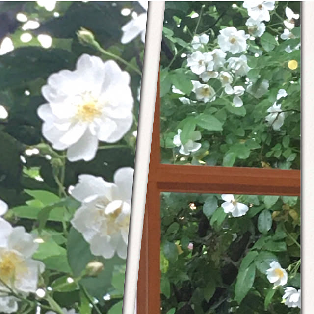 Claraさんの実例写真