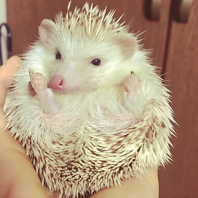kOmgikOさんの実例写真