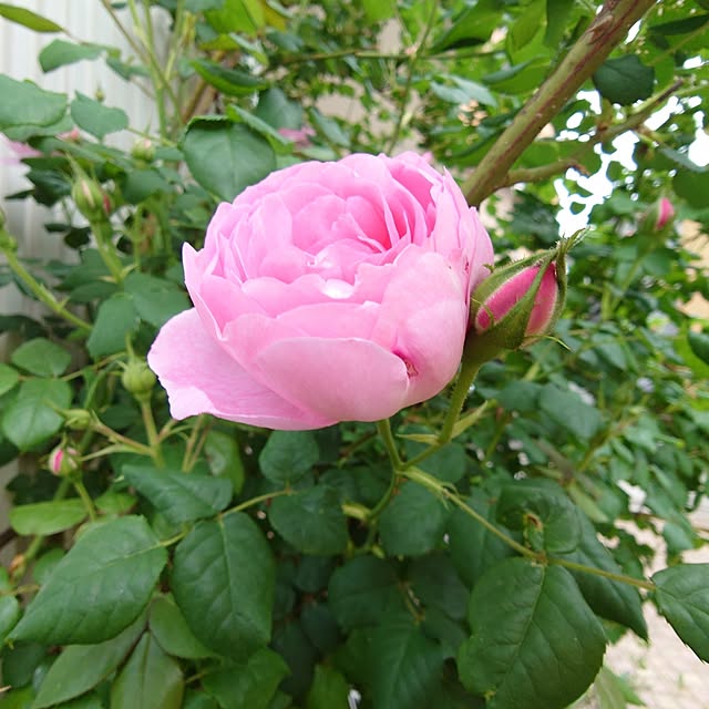 fleur-mamanさんの部屋