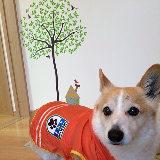 moriさんの実例写真