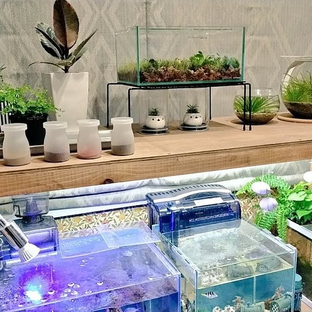 リビング/DIY棚/水槽のある暮らし/水槽台 DIY/海水水槽...などのインテリア実例 - 2024-05-29 04:35:42