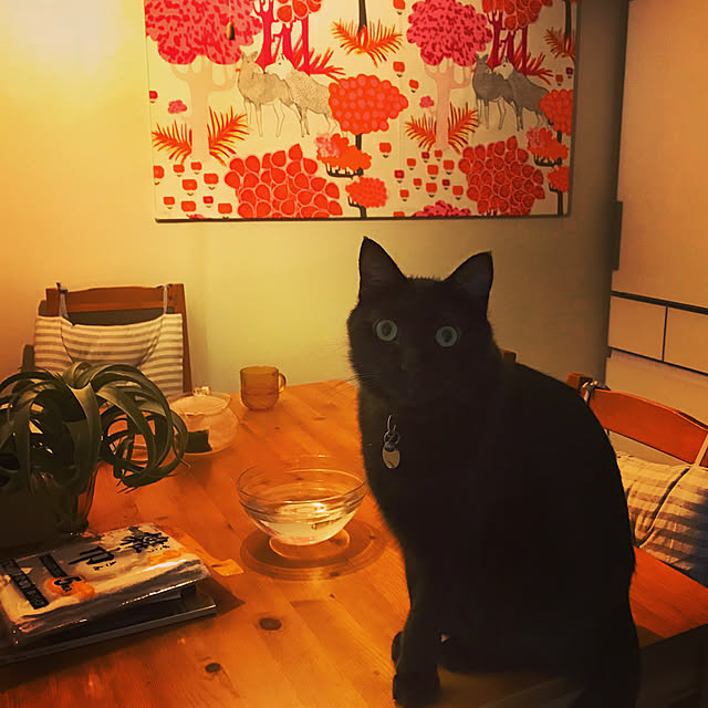 alcalinekoさんの実例写真