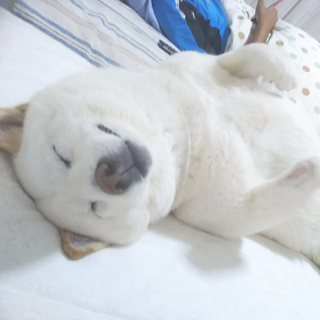 yukinkoさんの実例写真