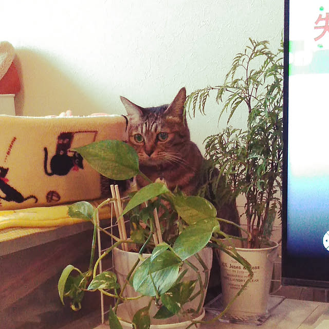 futukoさんの実例写真