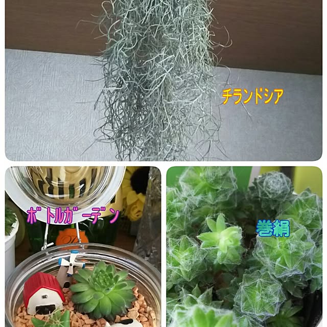 Risaさんの実例写真