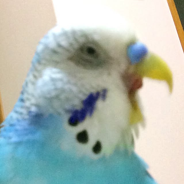 p.mamaさんの実例写真