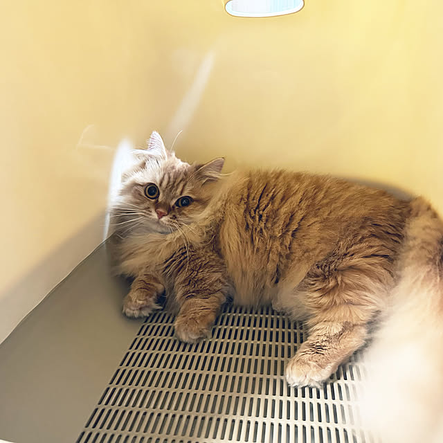 HULAさんの実例写真
