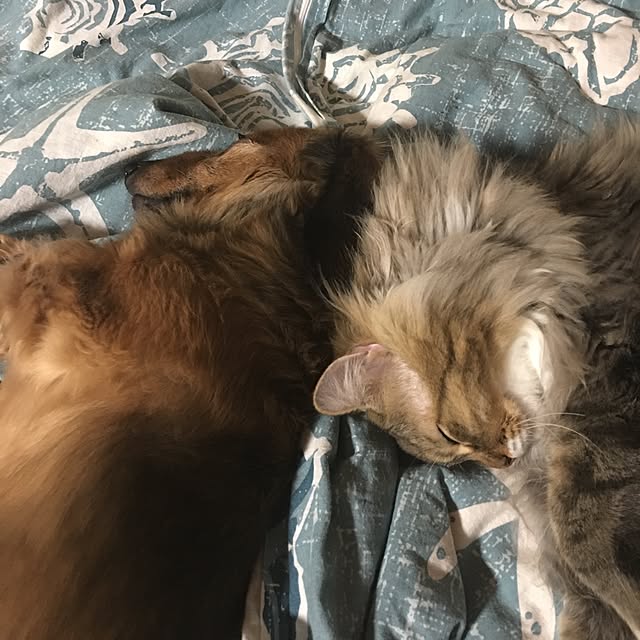 CATさんの実例写真