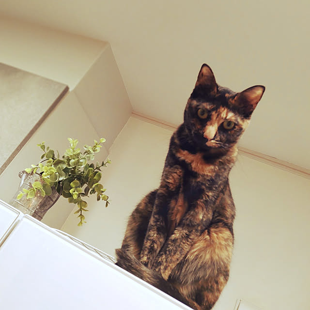 wahahaさんの実例写真