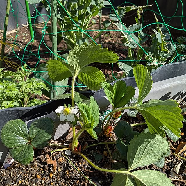 botanさんの実例写真