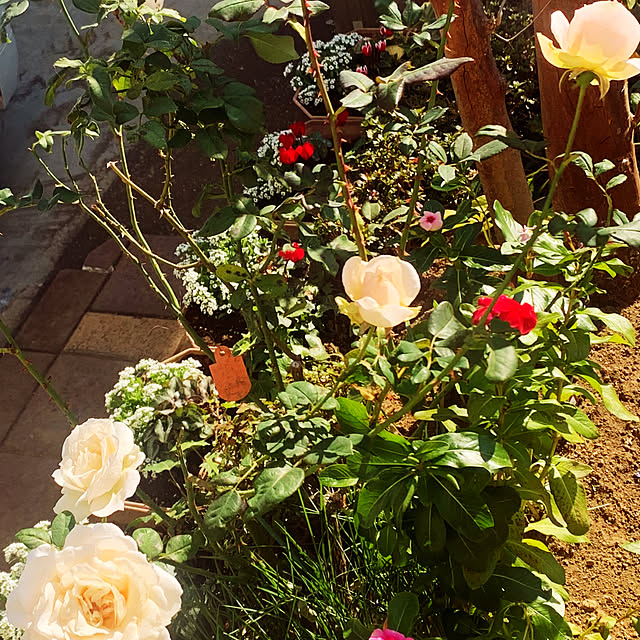 KYONさんの実例写真