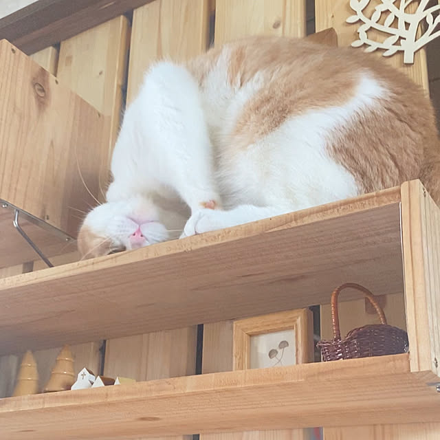 mintteaさんの部屋