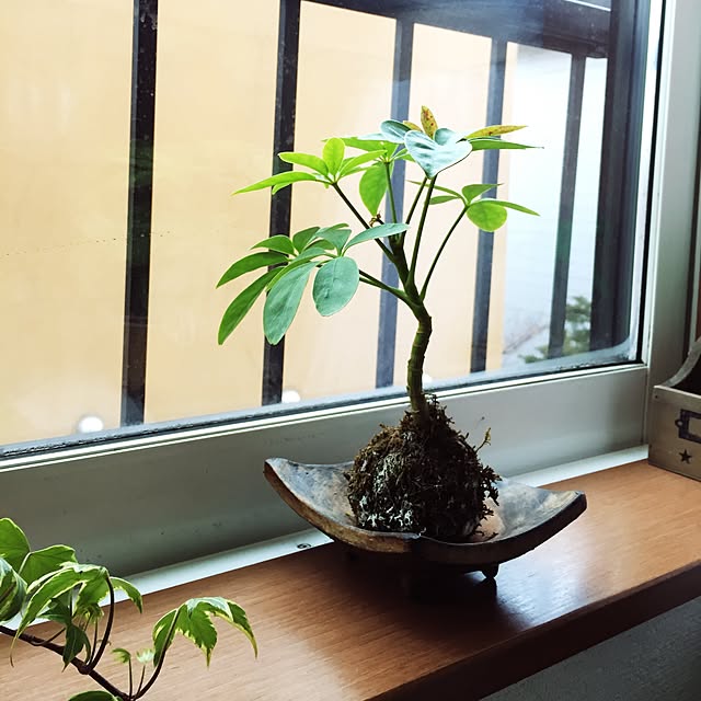 picoさんの実例写真