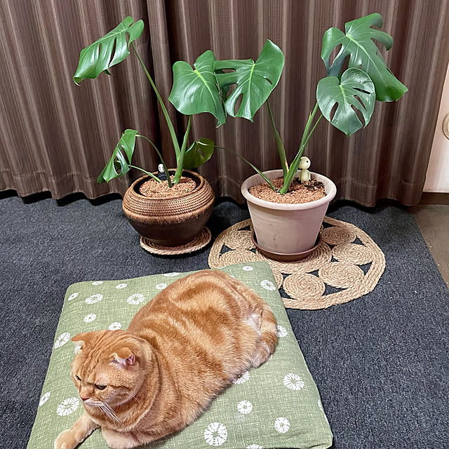 ponkkさんの実例写真