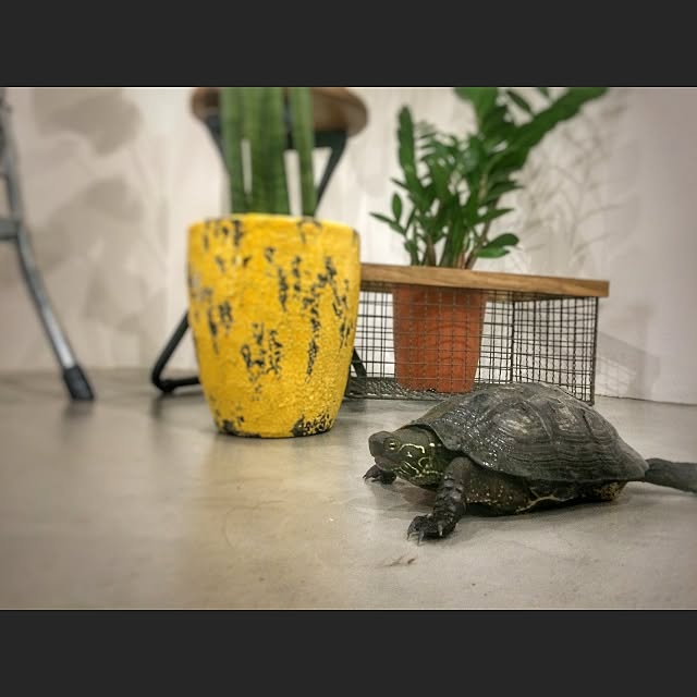 chairgreenさんの実例写真
