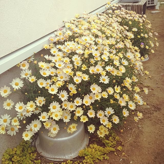 matricariaさんの実例写真