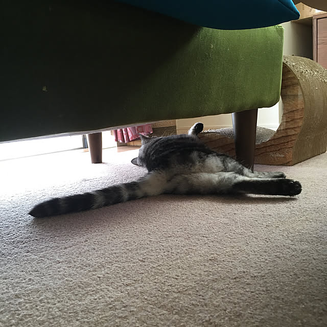 mikomaruさんの実例写真
