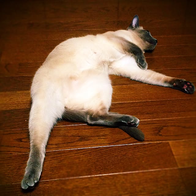 poiさんの実例写真