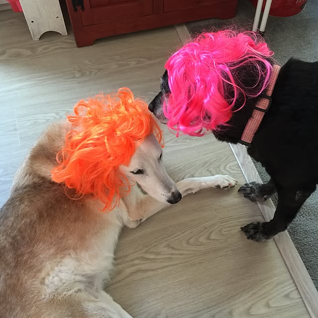 Kozuさんの実例写真