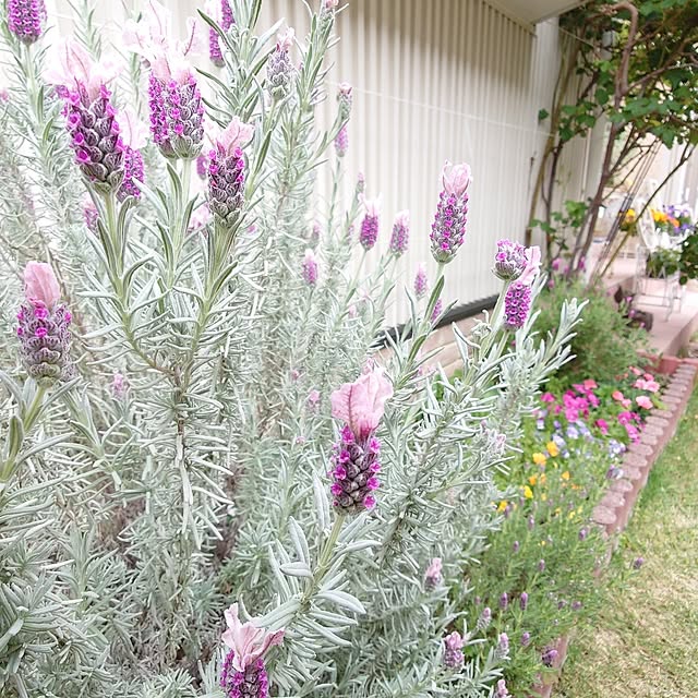 fleur-mamanさんの実例写真