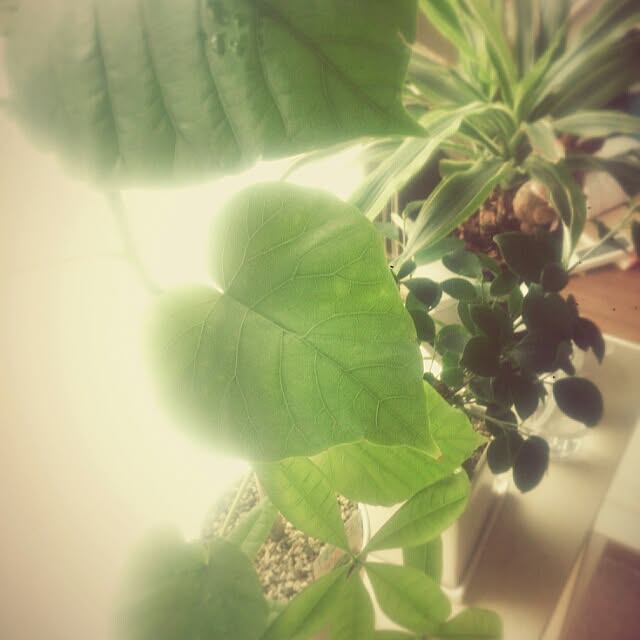 棚/観葉植物のインテリア実例 - 2016-01-15 13:28:40