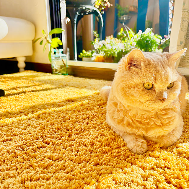 naokoさんの実例写真