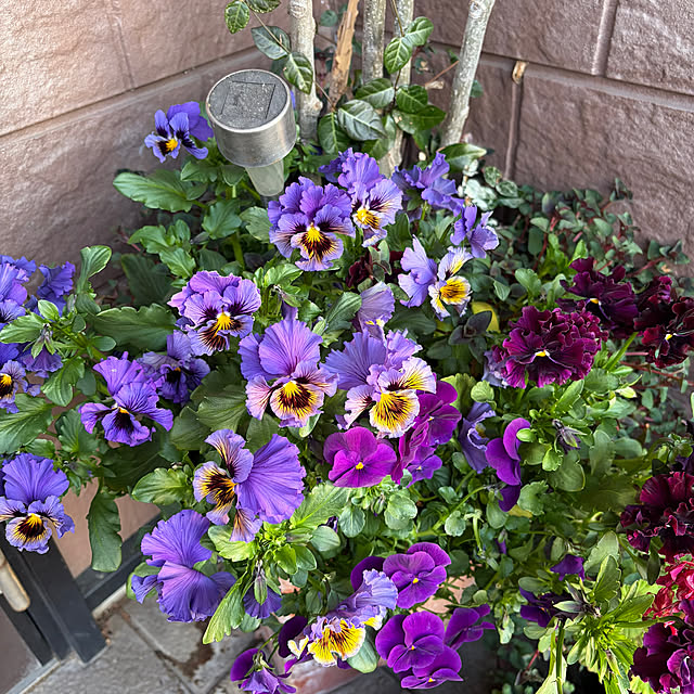 ritsukoさんの実例写真