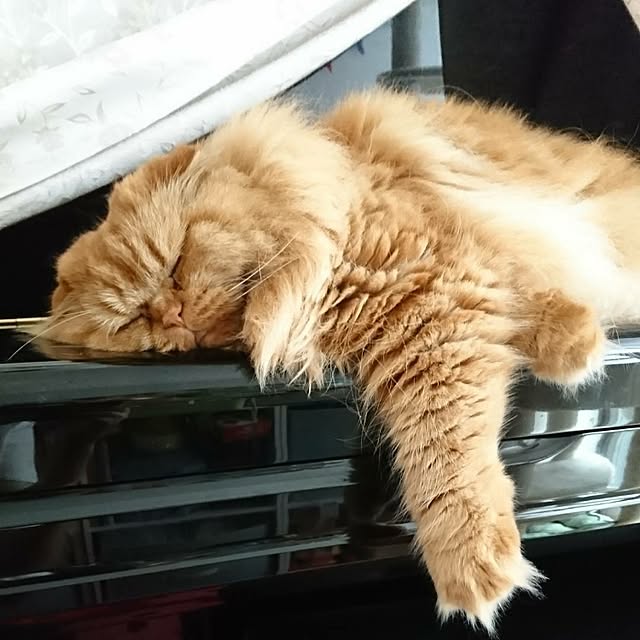 Mayukoさんの実例写真