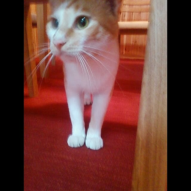 soraさんの実例写真