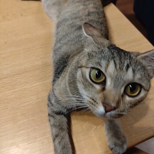 mamekoさんの部屋