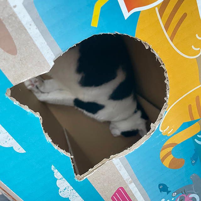 nekosamaさんの実例写真