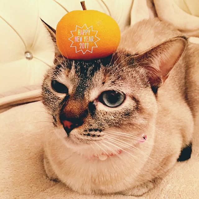 noelさんの実例写真