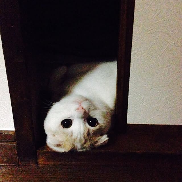 onojiijiさんの実例写真