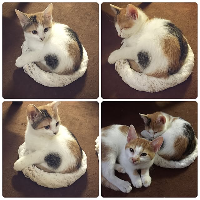 lalalaさんの実例写真