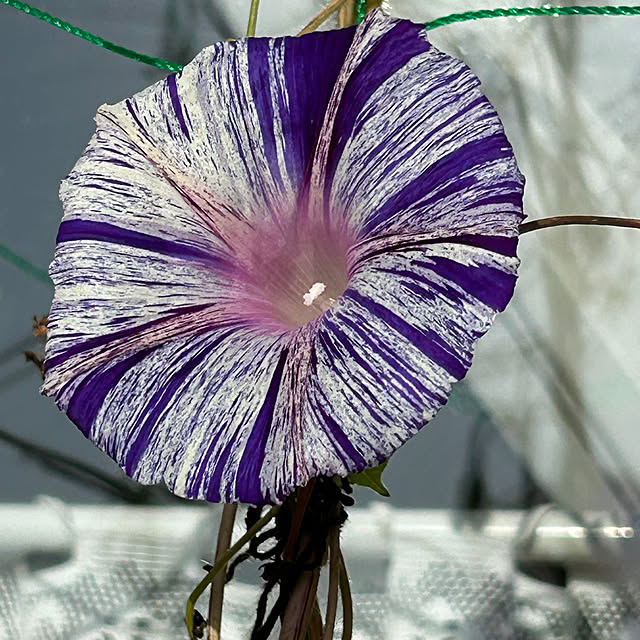 ritsukoさんの実例写真