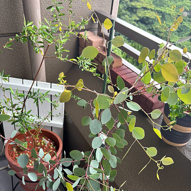 koshiregutyoさんの部屋