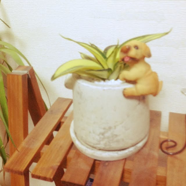 akiさんの実例写真