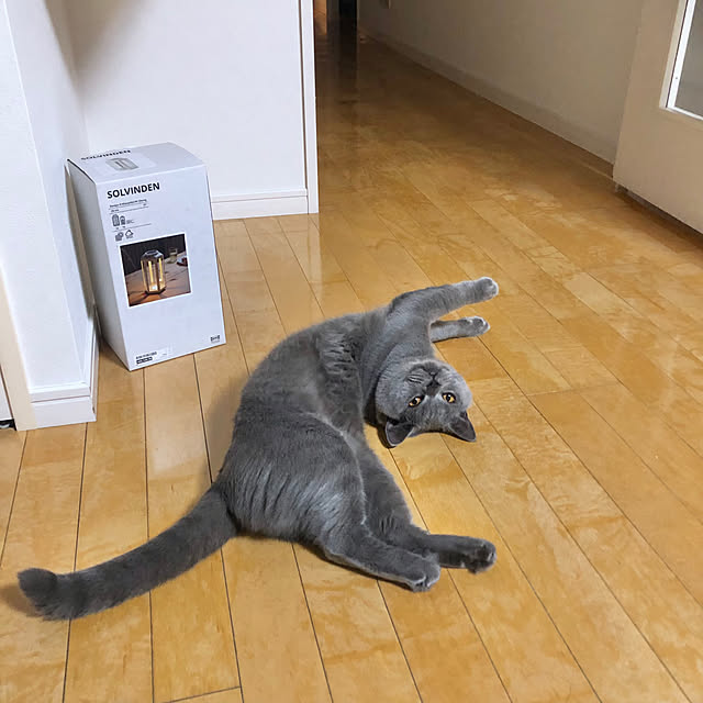 GUMIMINさんの実例写真