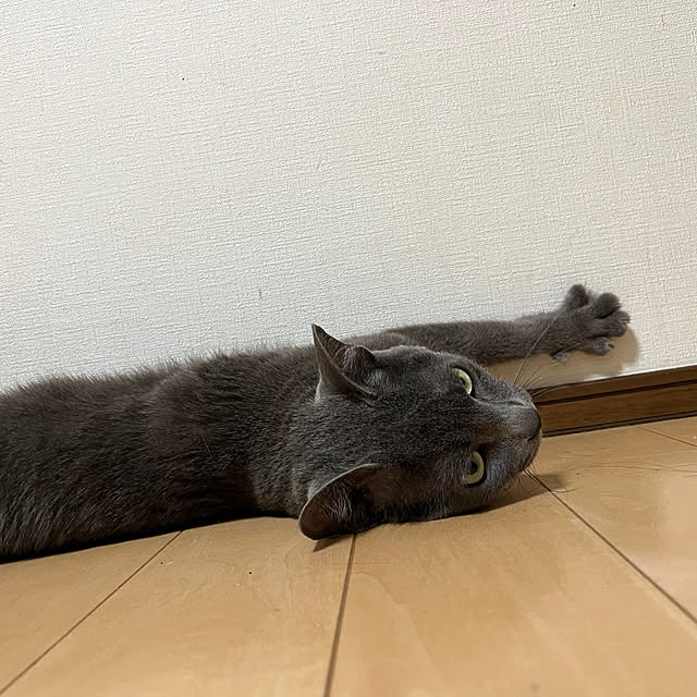 nekoさんの部屋