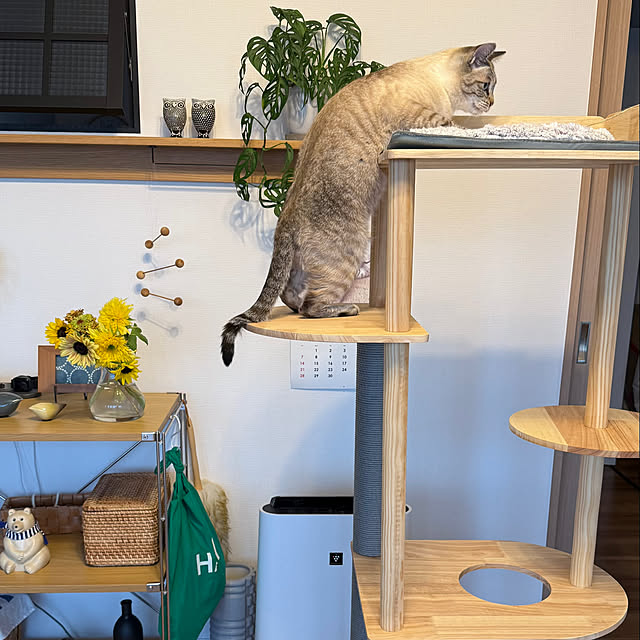 amさんの実例写真