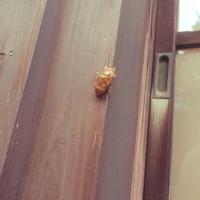 cantiamoさんの実例写真
