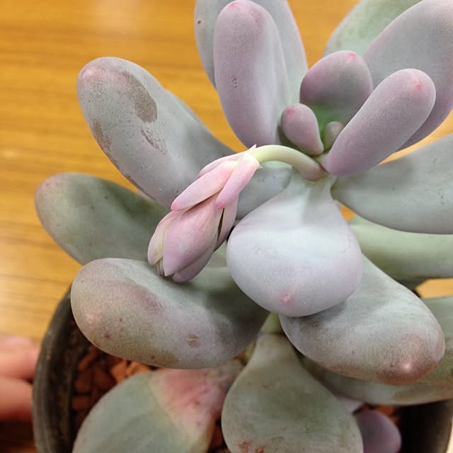 kkaaooさんの実例写真